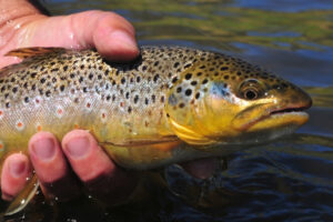 trout fish species