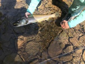 fisherman angler fisher trout brown rainbow creek willowemoc lake